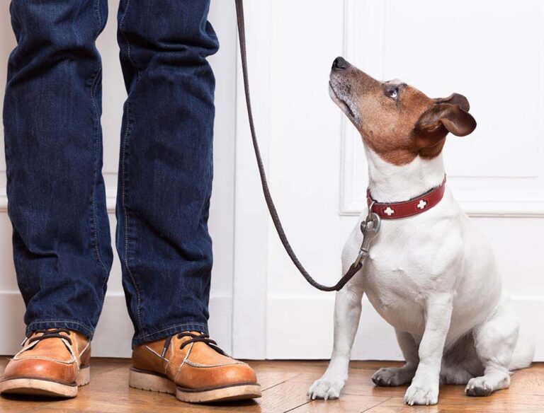 Ali me moj pes razume?