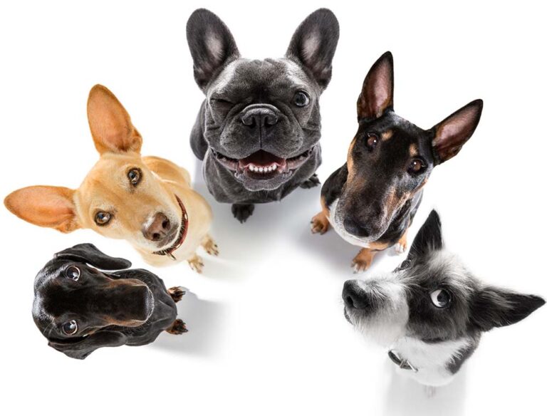 Kakšno pasmo psa naj izberem?