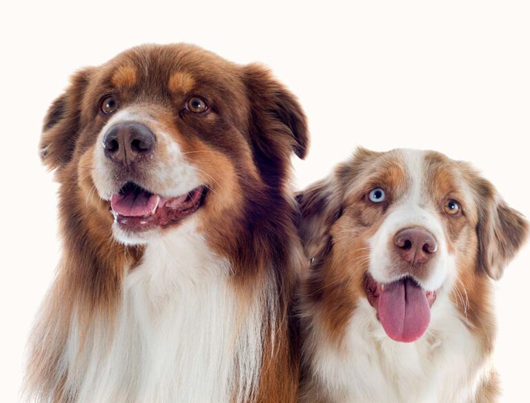 Mojih 5 najljubših pasem