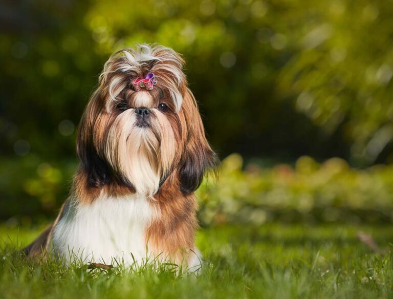 Shih Tzu