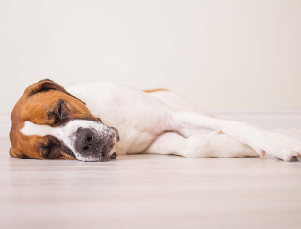 Ali je moj pes bolan?