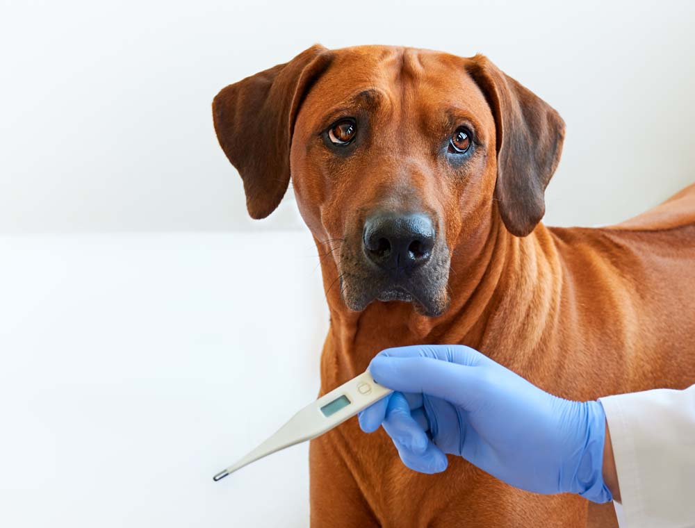 Ali je moj pes bolan?