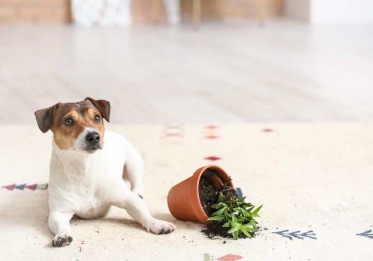 5 sobnih rastlin, ki so strupene za pse