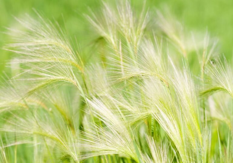 Lisičji rep – Zakaj je nevaren za pse?